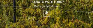 Il foliage a Lavacchio. L'autunno tra colori e vino nel Chianti Rufina. Pontassieve 26 ottobre 2024